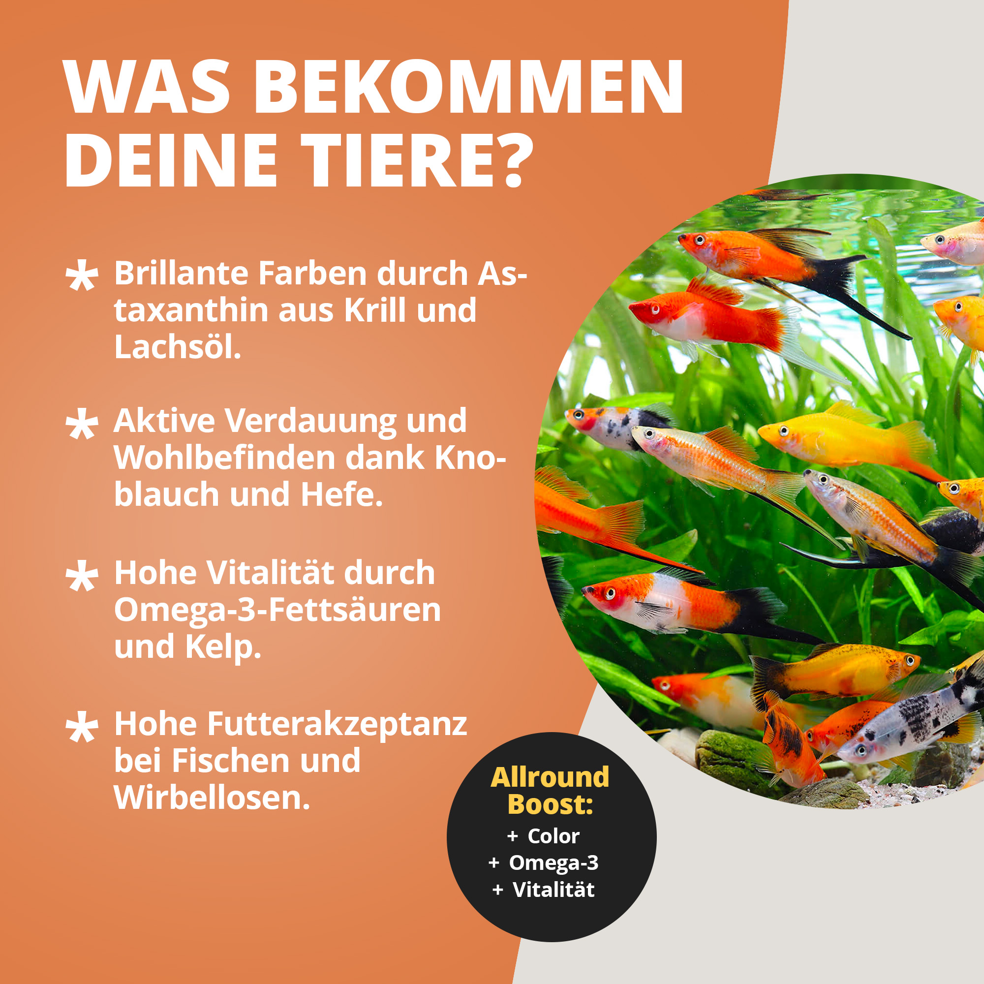 Bunte Aquarienfische neben Text zu Futtervorteilen